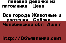 палевая девочка из питомника › Цена ­ 40 000 - Все города Животные и растения » Собаки   . Челябинская обл.,Аша г.